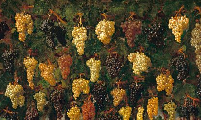 Bartolomeo Bimbi Uva