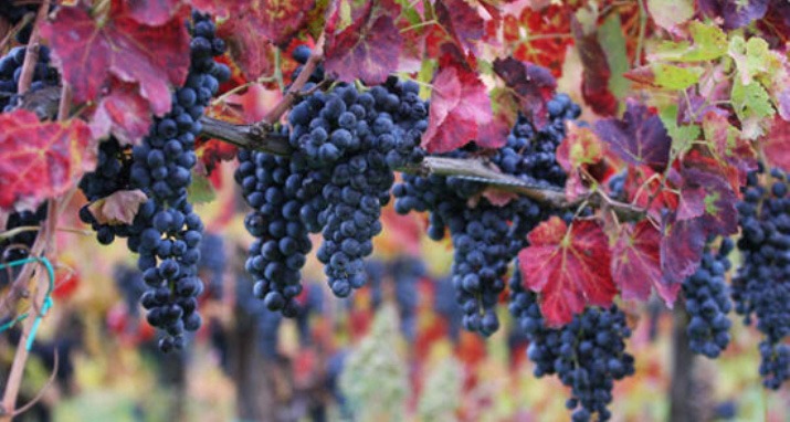 uva-grappoli-neri