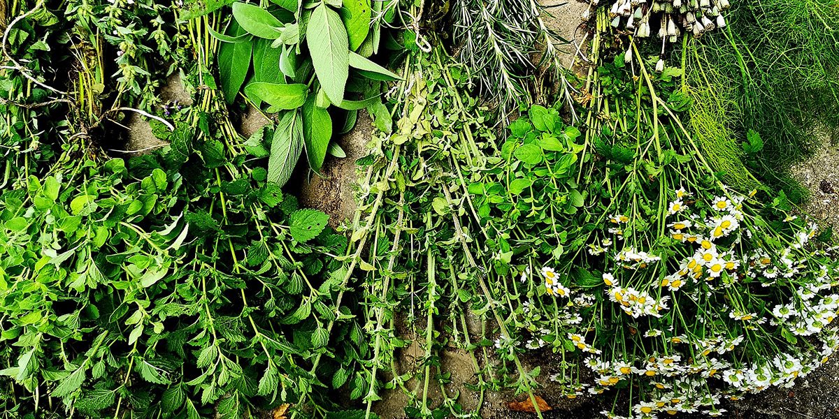 Erbe Aromatiche - Anna Della Torre Jewels