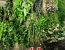 Erbe Aromatiche - Anna Della Torre Jewels