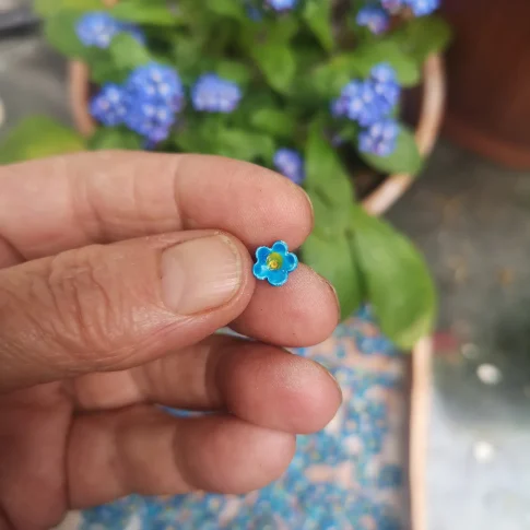 Myosotis