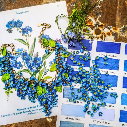 Myosotis