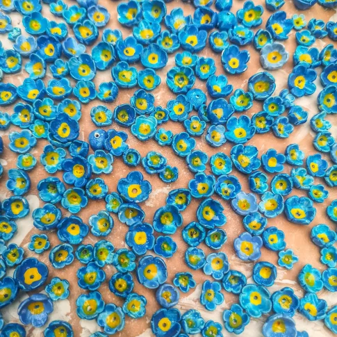 Myosotis